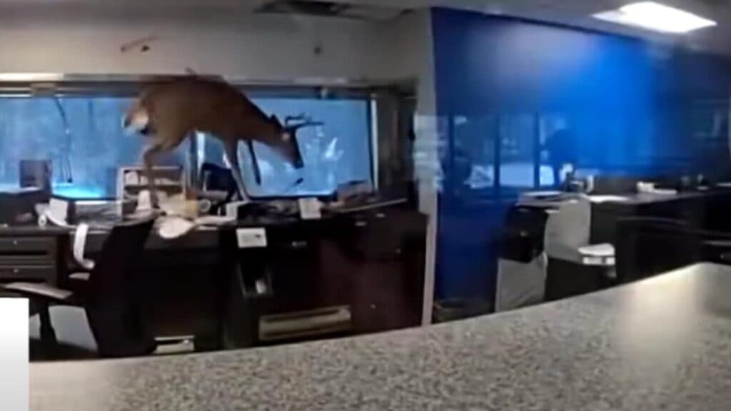 Un cerb curajos pătrunde într-o bancă din New York și provoacă haos în interior