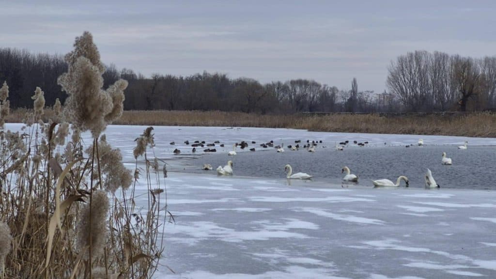 Avertisment de gripă aviară în Vaslui: Trei lebede descoperite fără viață pe Lacul Prodana din Bârlad