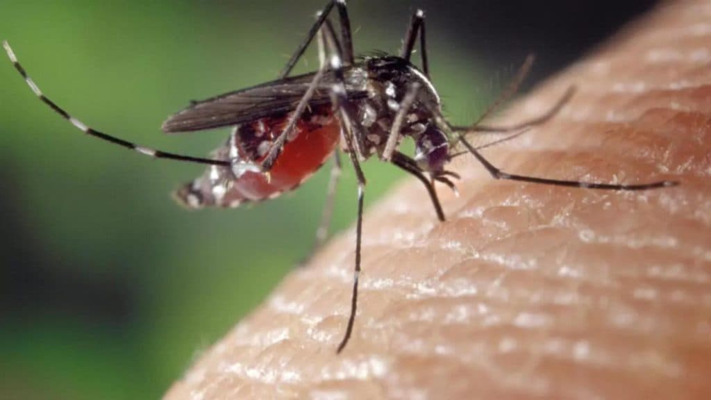 Atenție: O maladie tropicală gravă, purtată de țânțari, ar putea să se instaleze și pe teritoriul României