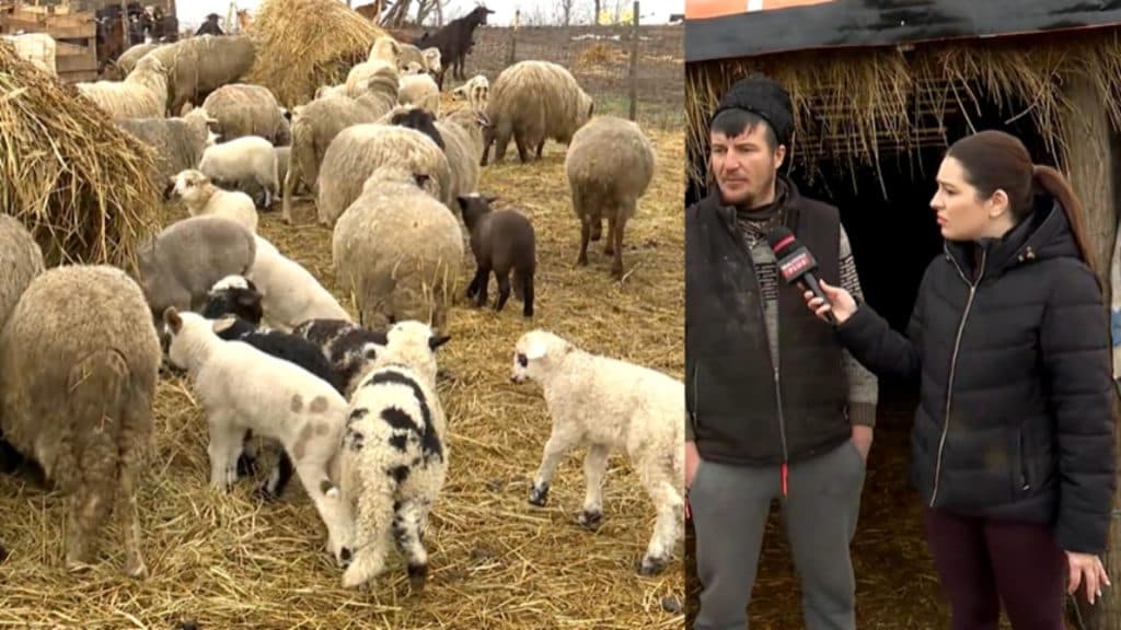 Prețul mielului de Paște în 2026: Povești de la fermieri