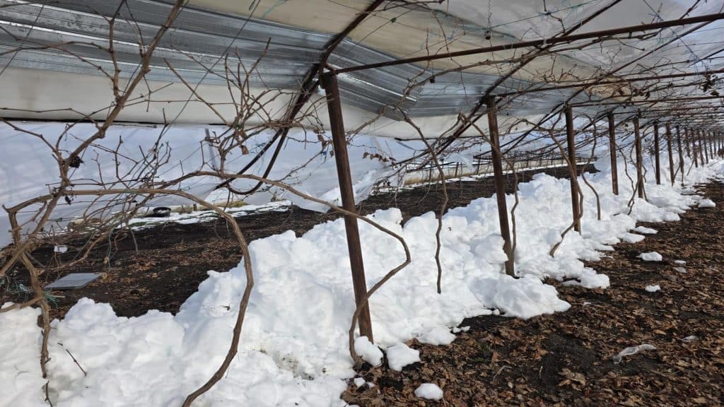 Furii de iarnă devastatoare: solariile cedează sub asaltul viscolului, iar legumicultorii se confruntă cu falimentul