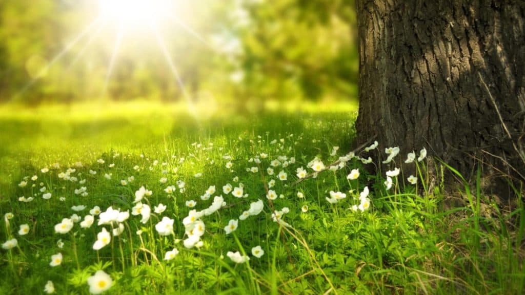 Europa se îmbracă în haine de primăvară: un val de căldură surprinzător invadează iarna