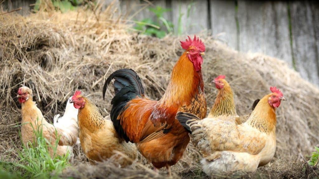 Alertă de gripă aviară în Cluj: măsuri severe impuse în diverse localități din județ