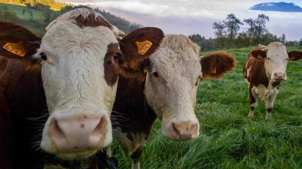 Germania lansează „cântarul de metan pentru vite”: ministrul Mediului vizează o evaluare precisă a emisiilor de gaz ale fiecărui animal