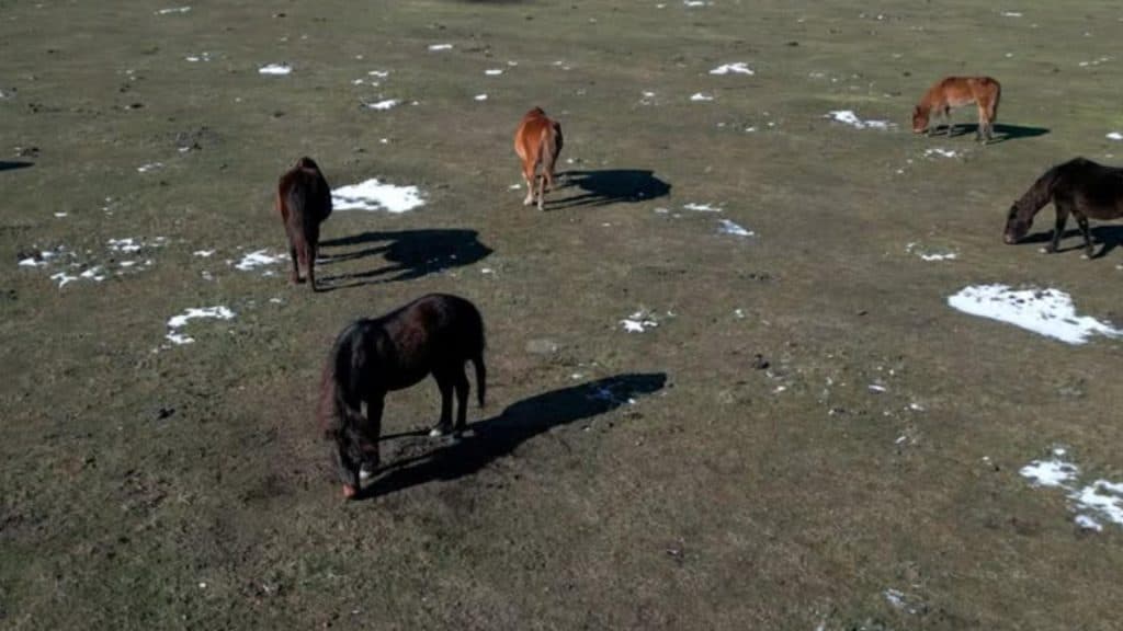 Gerul nemilos a lăsat urme adânci în Delta Dunării: zeci de cai sălbatici au pierit, iar alții se confruntă cu grave probleme de sănătate