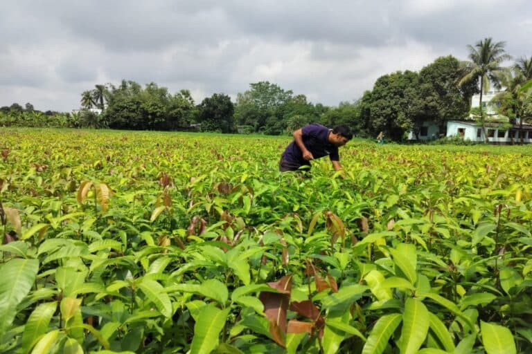 Varaha din India obține 20 de milioane de dolari pentru a extinde soluțiile de eliminare a carbonului din Sudul Global
