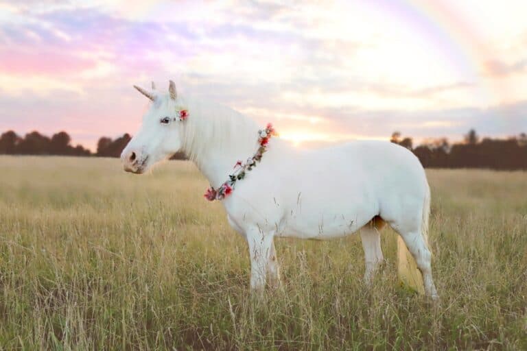 Descoperă noile unicornuri europene din 2026