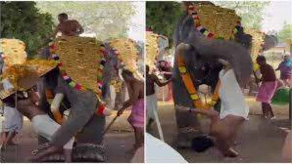 Haos și teamă la un festival religios din India: un elefant furios s-a năpustit asupra unui preot, aruncându-l în mijlocul mulțimii
