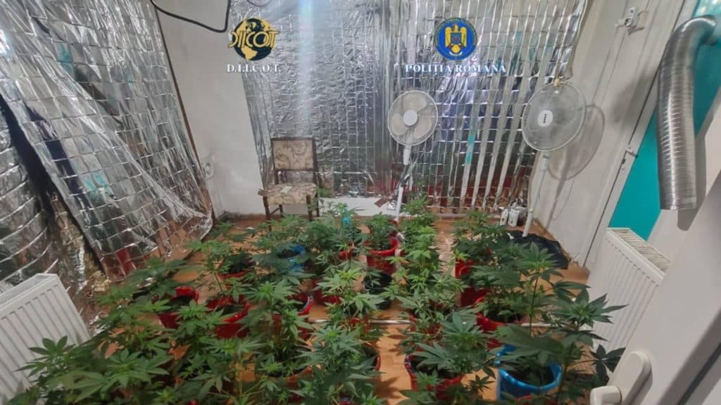 Război împotriva drogurilor în Drobeta Turnu Severin și Breznița-Ocol: descinderi spectaculoase și capturi impresionante de canabis și substanțe interzise
