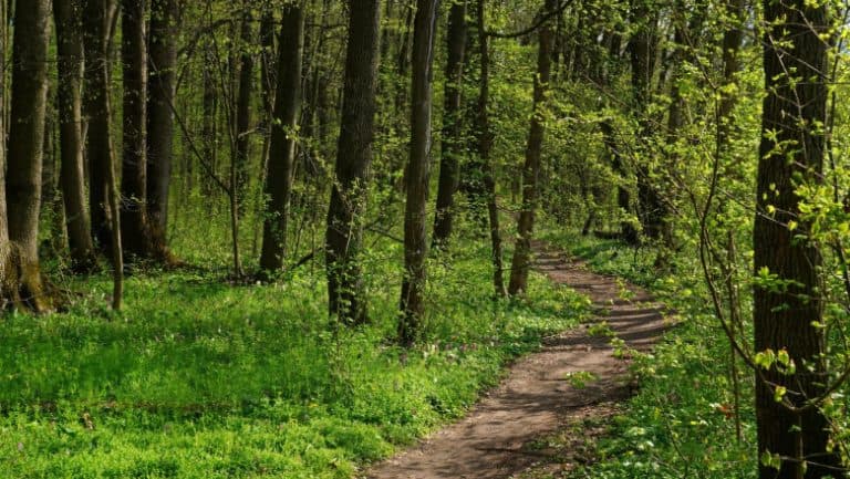 Peste 2.500 de hectare de pădure din Covasna s-au întors în grija statului, printr-o hotărâre judecătorească irevocabilă