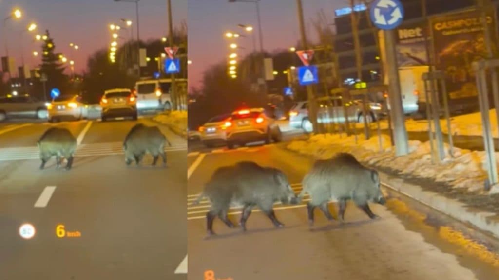 Porci mistreți, surprinși pe o arteră intens circulată din Băneasa. Scene inedite în nordul Capitalei