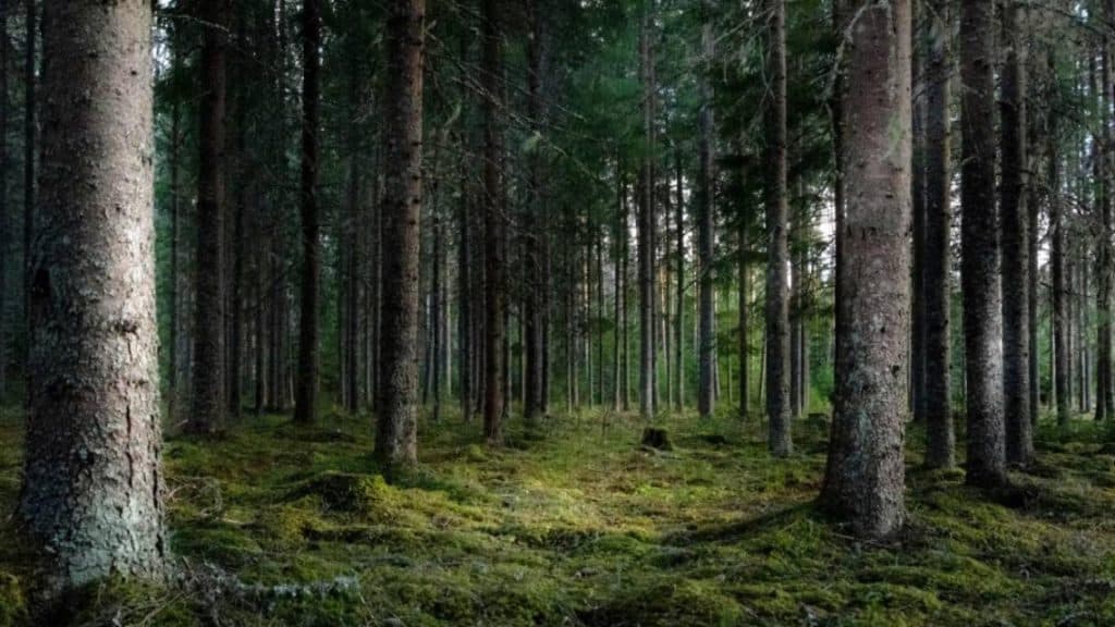 Presa din Ungaria lansează acuzații grave: România a preluat pădurile din Ținutul Secuiesc
