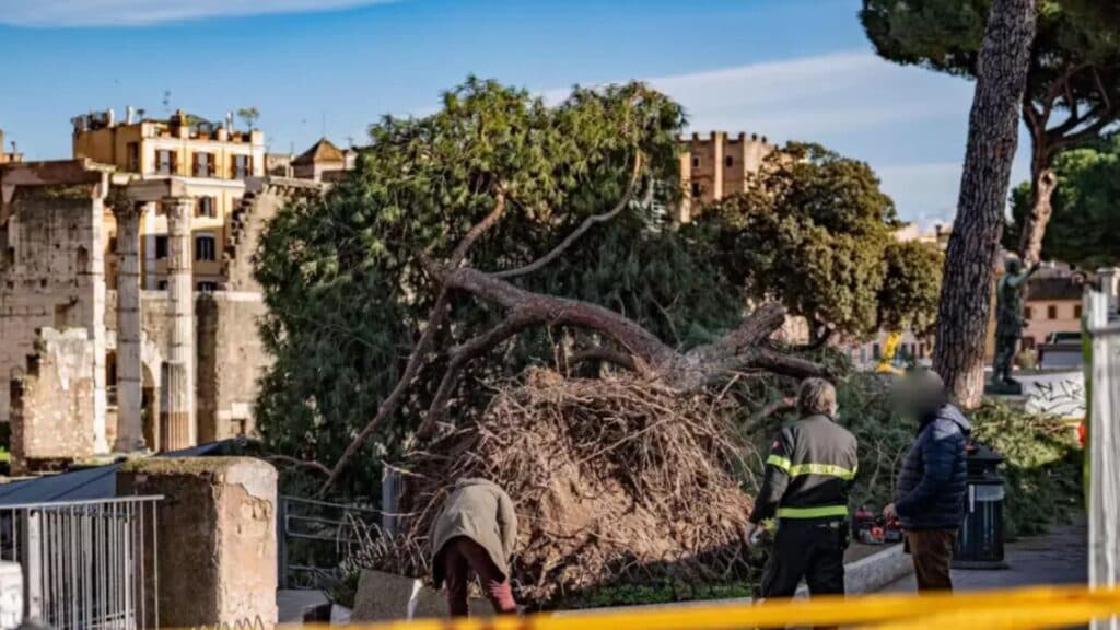 Român accidentat în Roma sub greutatea unui copac secular de 120 de ani; alte două victime au fost transportate la spital