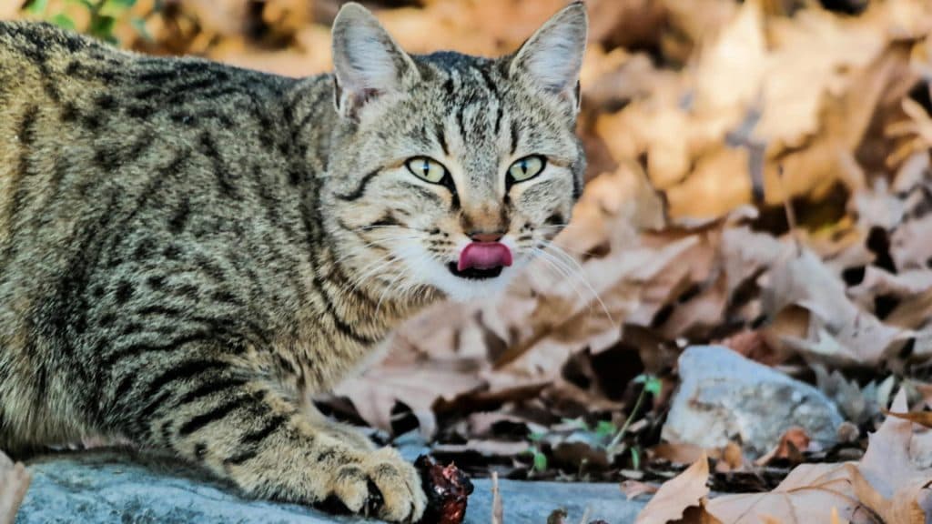 Descoperiri surprinzătoare: sute de pisici sălbatice au fost observate în fondul cinegetic din Buzău, o specie protejată prin lege!