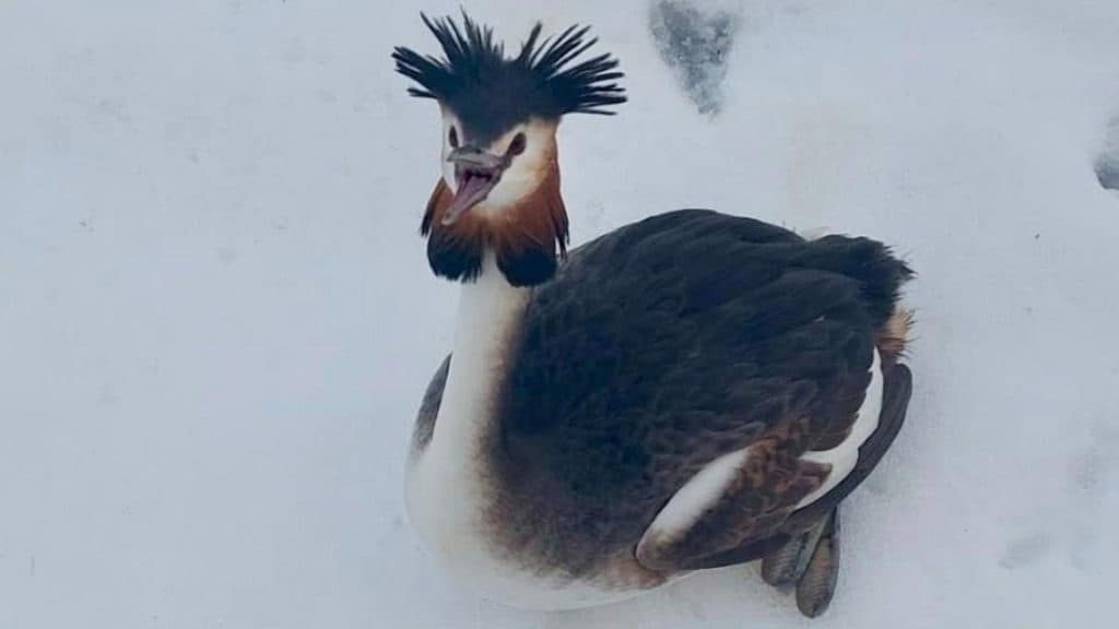 Un corcodel mare, specie protejată, a fost recuperat de un polițist local în București: “Probabil a fost afectat de oboseală sau de condițiile meteo.”