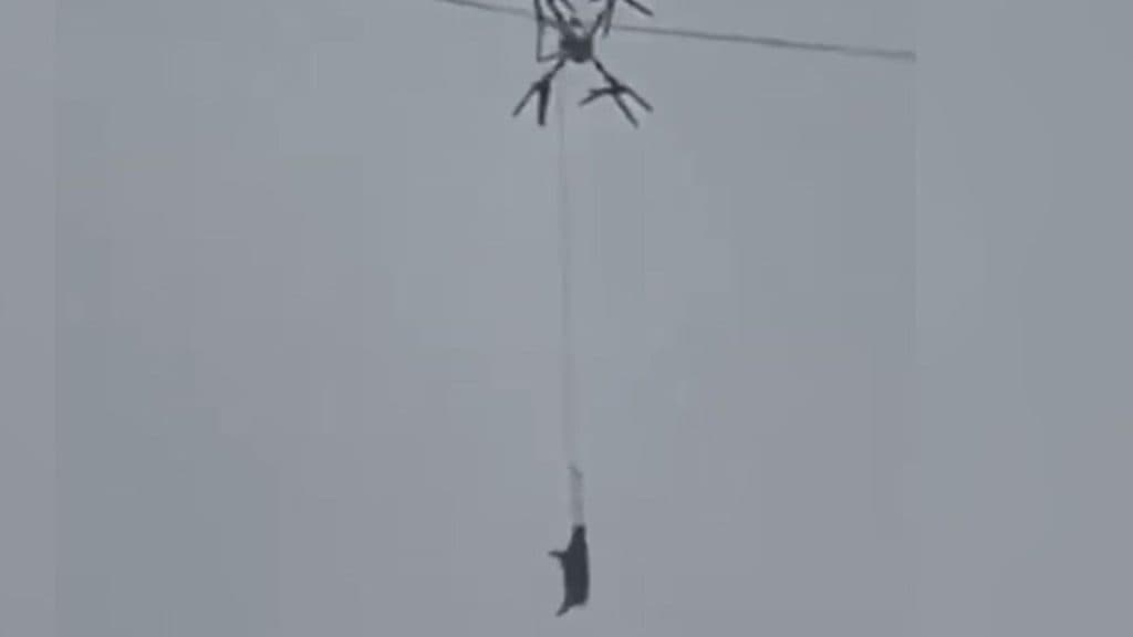 Un fermier a lăsat un sat în întuneric timp de 10 ore, încercând să transporte porci cu ajutorul unei drone