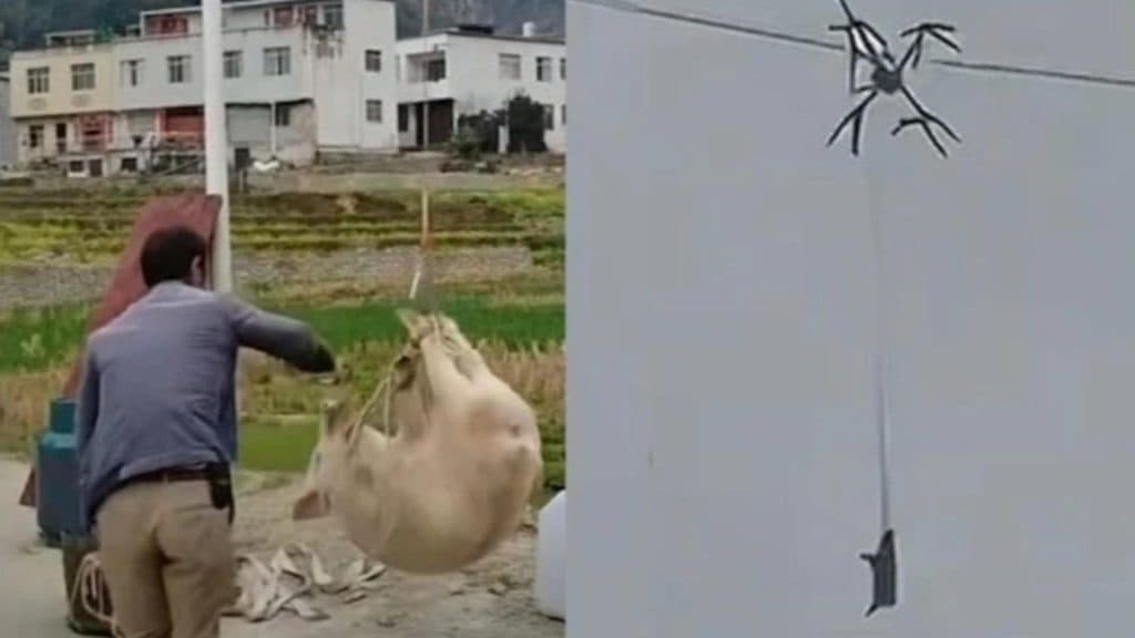 Un sat întreg a fost cufundat în întuneric din cauza unui… porc zburător