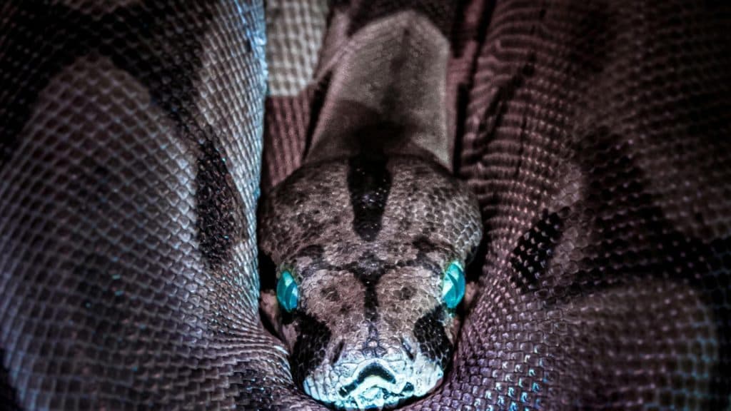 Cercetătorii au descoperit rămășițele unui șarpe uriaș, posibil cel mai mare din toate timpurile. Care era lungimea impresionantă a acestei reptile?