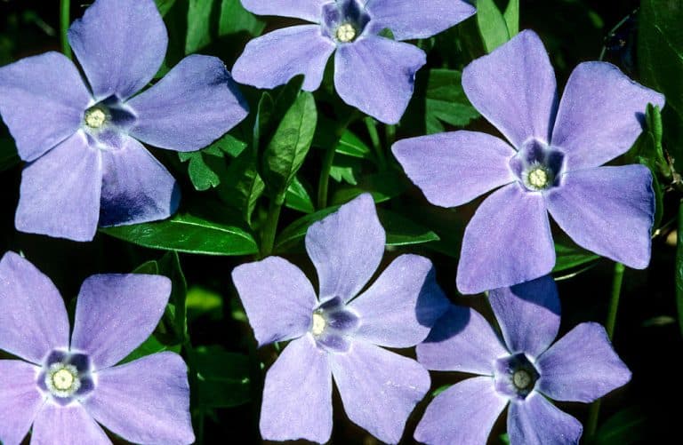 Periwinkle simplifică și mai mult utilizarea rețelelor sociale auto-găzduite pe protocoalele AT de la Bluesky