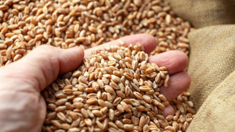 România se pregătește să deschidă porțile exportului de cereale către China în doar două luni, confirmă ministrul Agriculturii: „Este oficial!”