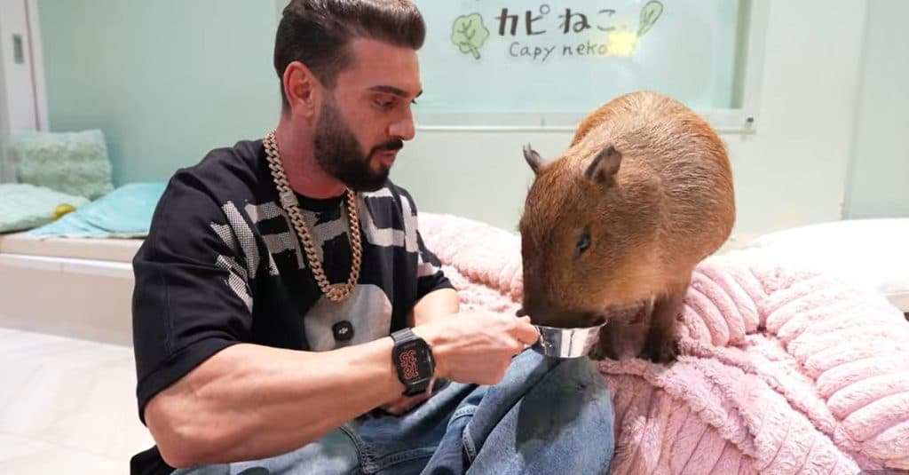Dorian Popa, întâlnire surprinzătoare cu o capibara în Japonia! Descoperiri fascinante în Tokyo și Osaka: „Am crezut că este un brand.”
