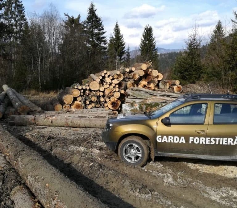 Gărzi forestiere descoperă nereguli în pădurea din Poiana Stampei