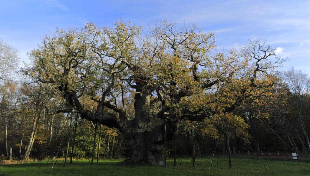 Un stejar legendar din Pădurea Sherwood pare să fi murit