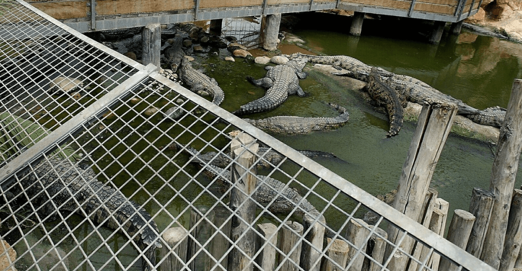 Israelul va utiliza crocodili pentru a descuraja evadările din închisori