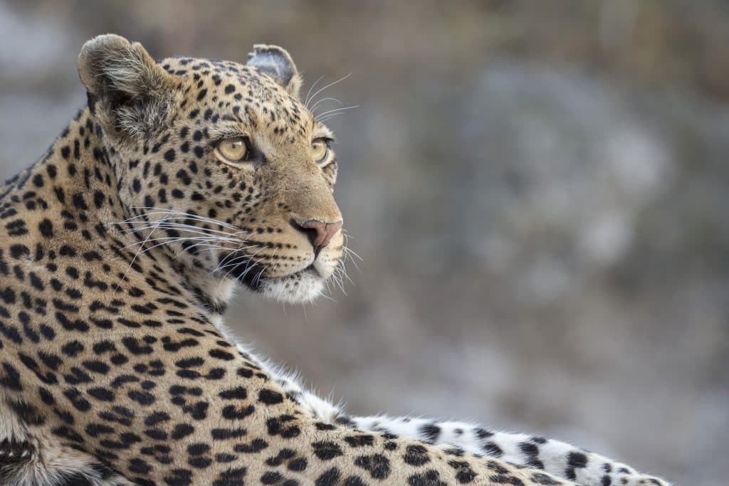 Leopardul intră într-un magazin de băuturi alcoolice din Rajasthan