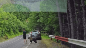 Un turist a scăpat de mușcătura unui urs pe Transfăgărășan