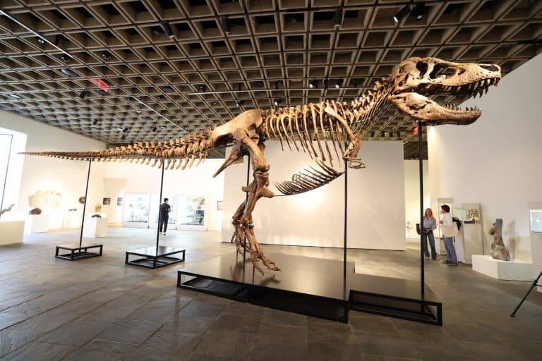 Un schelet de T-Rex a fost vândut cu 50,1 milioane de dolari