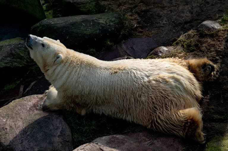 Larissa, cea mai bătrână ursoaică polară din captivitate, a murit