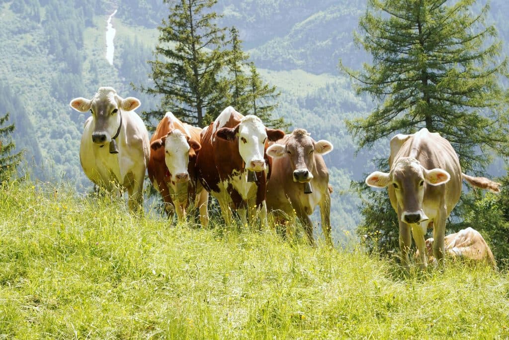 Fermierii hrănesc animalele cu legume din cauza secetei severe