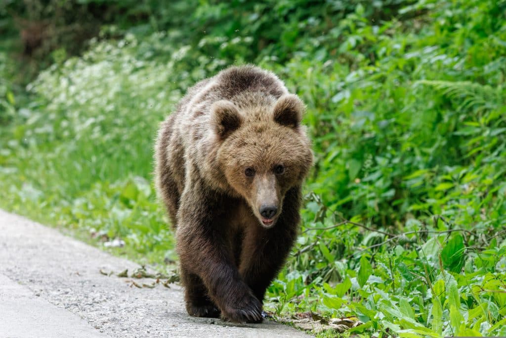 O ursoaică de 11 ani a fost împușcată la Brașov din cauza pericolului