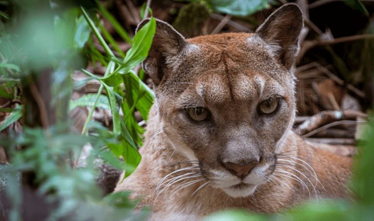 O feline mare asemănătoare cu o pumă, observată lângă Varșovia