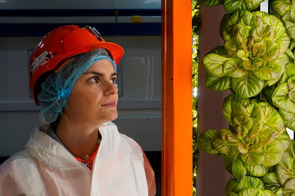 Cercetătorii britanici cultivă legume subteran pentru a combate criza alimentară