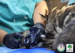 Vulturul zăgan Boev, găsit mort în Bulgaria din cauza otrăvirii