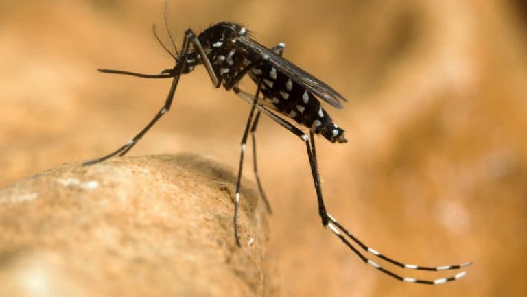 Virusul West Nile se extinde în Europa, România pe locul trei