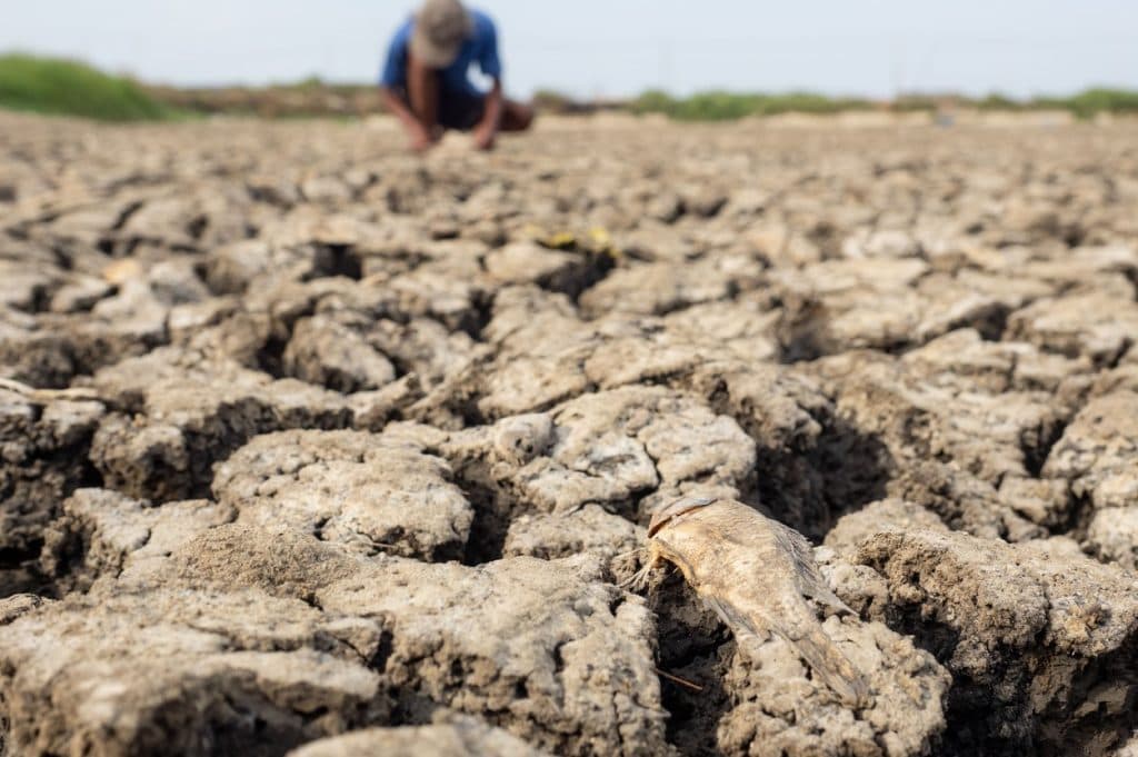 Fenomenul El Nino amenință securitatea alimentară globală