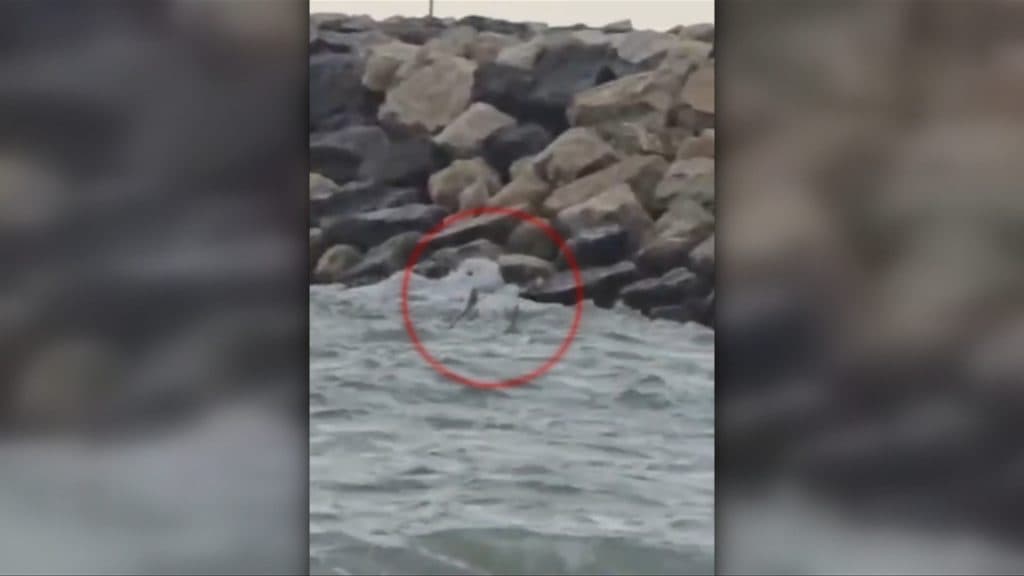 O dronă de tip Gerbera a fost găsită în Marea Neagră, la Costinești