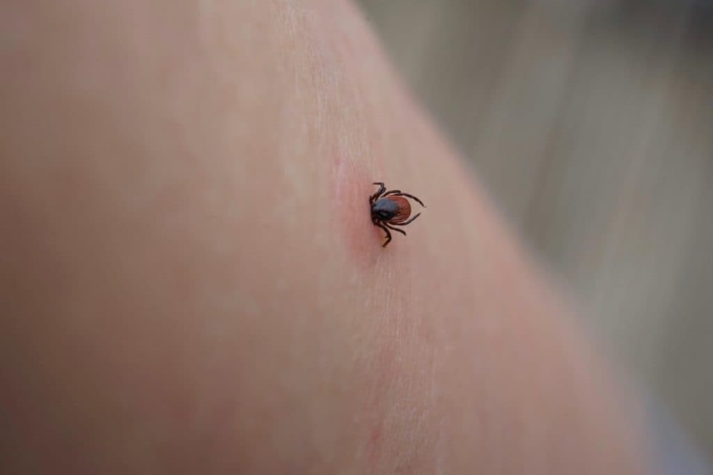 Uniunea Europeană evaluează un vaccin Pfizer pentru boala Lyme