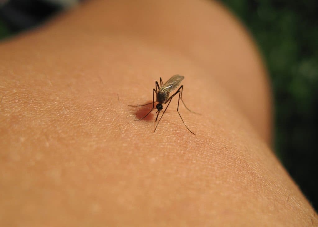 Cinci decese și 83 de cazuri de infecție cu West Nile în România