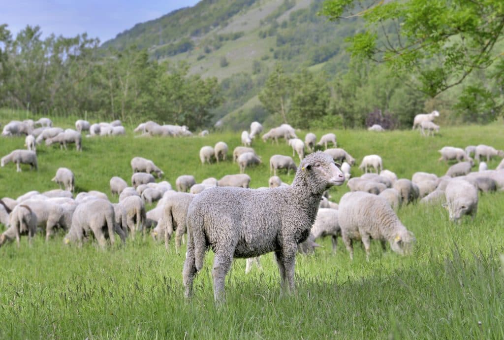 ANSVSA anunță reluarea exporturilor de ovine până la sfârșitul anului