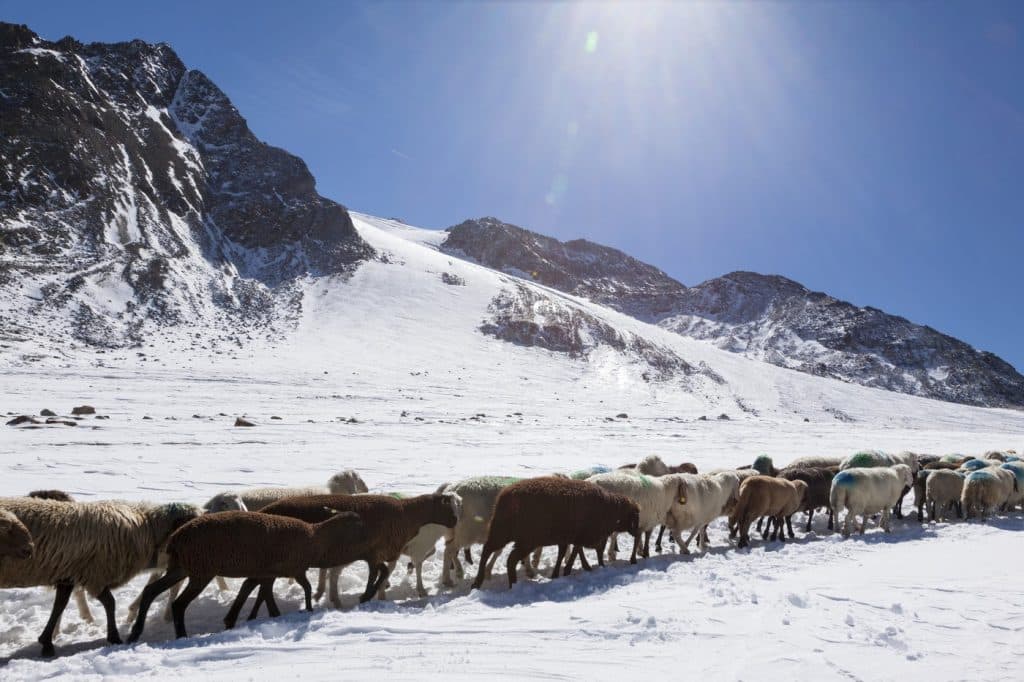 Oile, soluție inedită în lupta cu topirea ghețarilor din Alpi