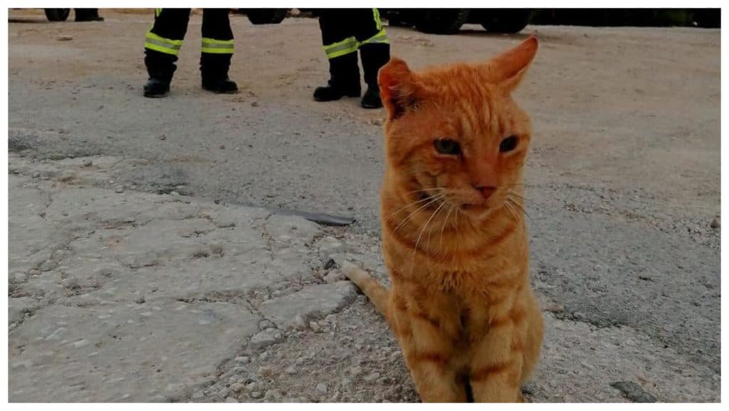 Motănelul Garfield devine tovarăș al pompierilor români în Grecia