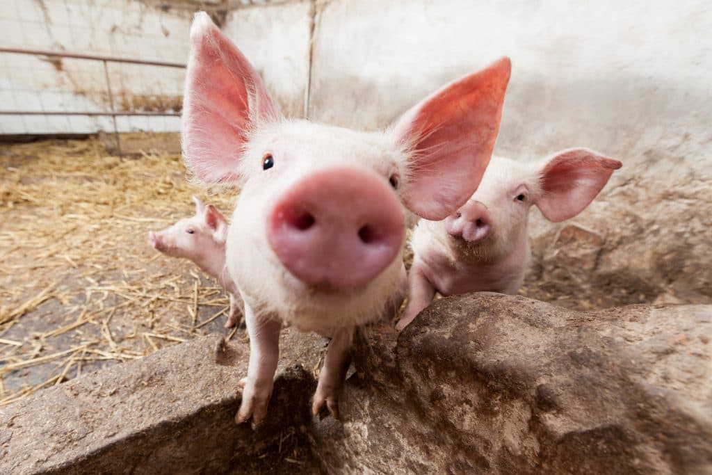 Curtea de Conturi semnalează nereguli la ANSVSA privind despăgubirile pentru porci
