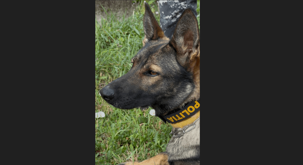 Câinele de urmărire al Poliției a salvat doi copii dispăruți în Vâlcea